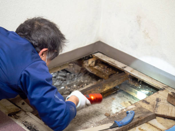 Best Black Mold Removal  in Brownsville, FL