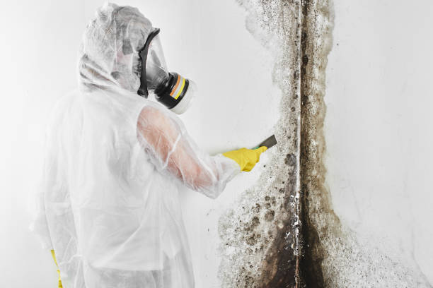 Best Mold Damage Repair  in Brownsville, FL