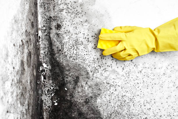 Mold Testing and Removal in Brownsville, FL