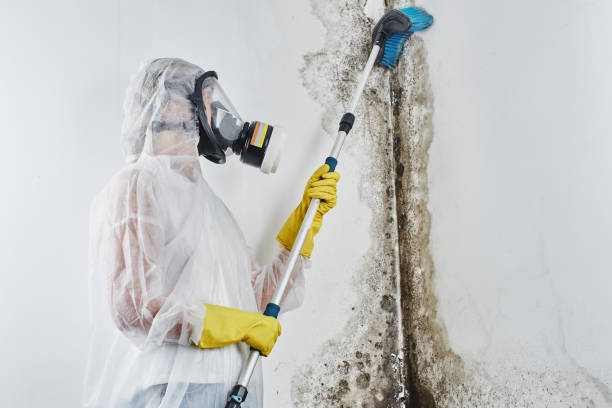 Best Mold Damage Repair  in Brownsville, FL
