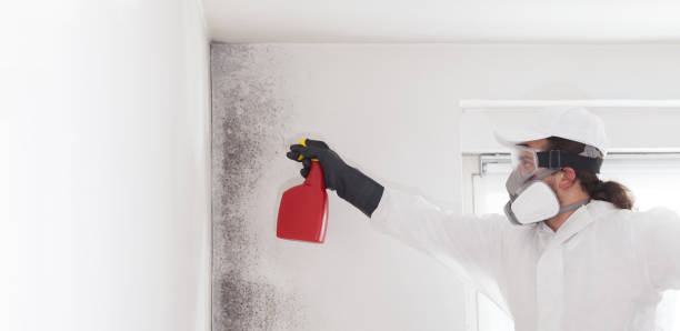 Best Mold Remediation  in Brownsville, FL