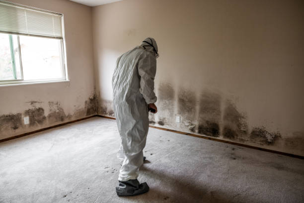 Best Toxic Mold Removal  in Brownsville, FL