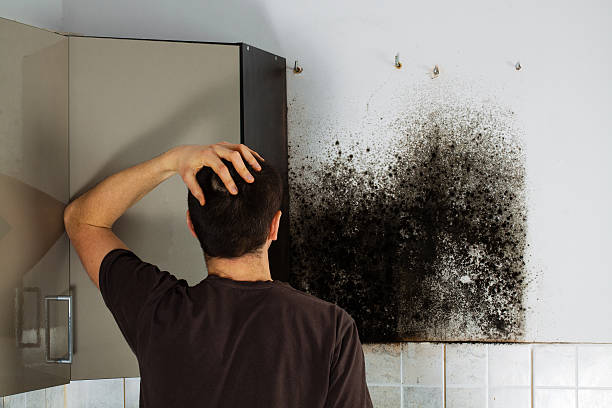 Best Attic Mold Removal  in Brownsville, FL