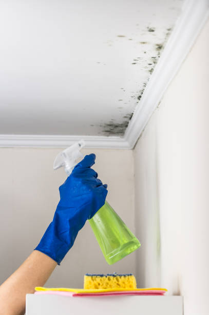 Best Emergency Mold Removal  in Brownsville, FL